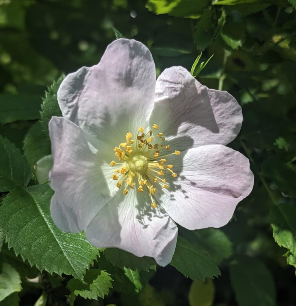 The gentle beauty of the dog rose flower.