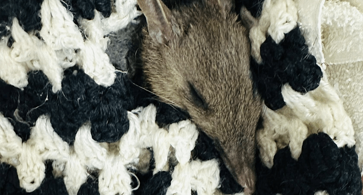 Sad find in Aussie garden as Aussie state looks to introduce new pet rules Sad find in Aussie garden as Aussie state looks to introduce new pet rules