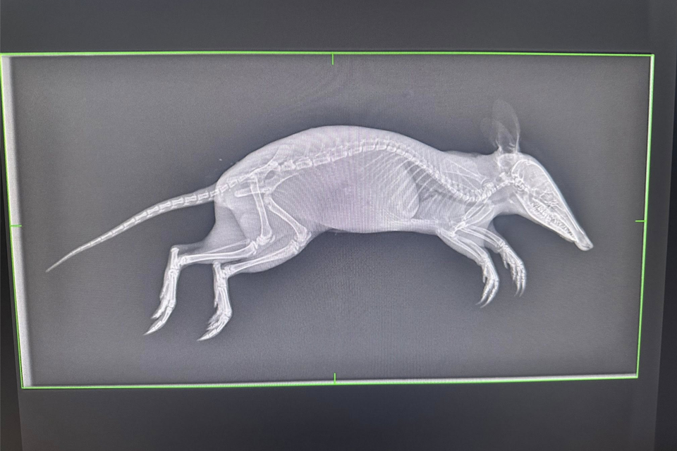 An X-ray of the bandicoot in Wollongong that had been attacked by a cat. 