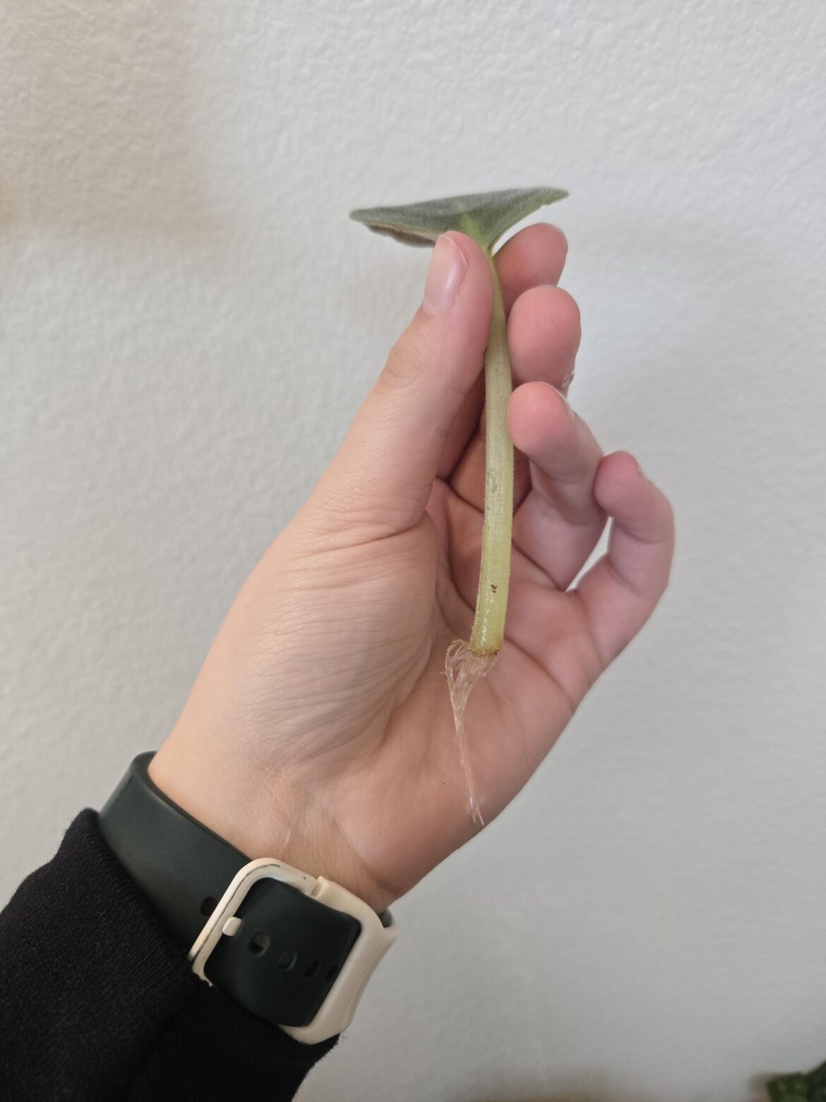 How long should I wait to plant?