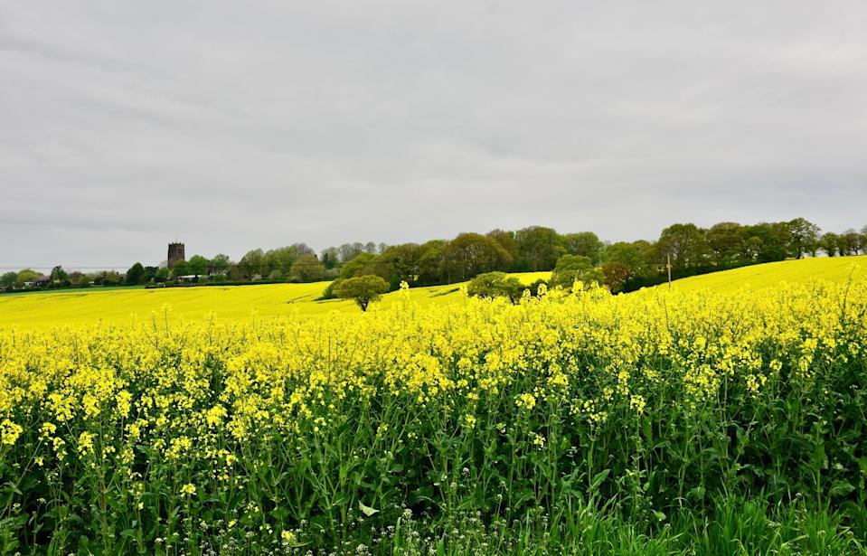Rape seed by Terry Gregory