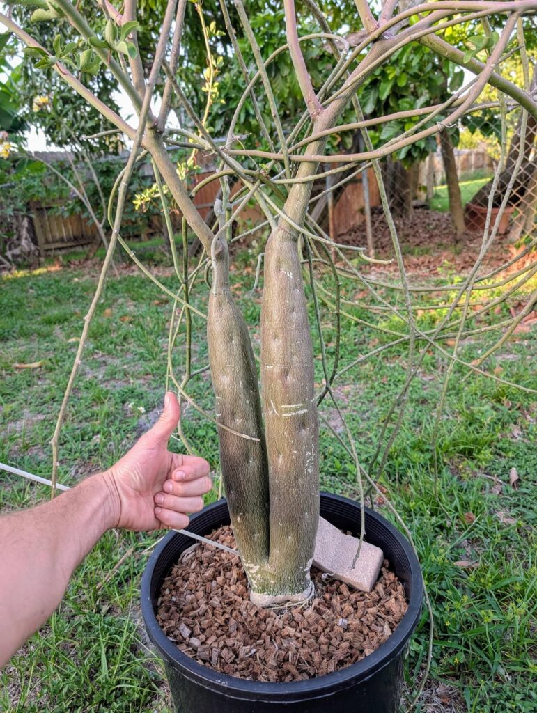 My seed grown Adenia venenata. I had kept the two-trunked one for myself out of all of them.
