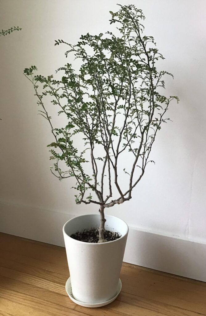 Bushy operculicarya decaryi Bushy operculicarya decaryi