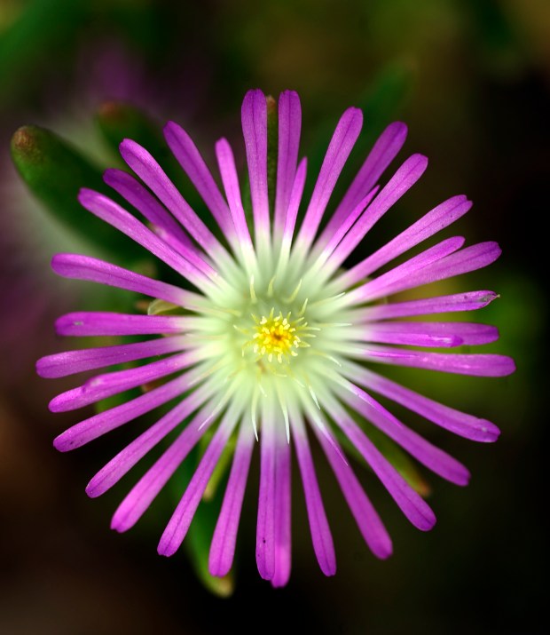 Hot plants at Gardens on Spring Creek in Fort Collins. The Starburst Ice Plant. (Photo by Cyrus McCrimmon/The Denver Post)