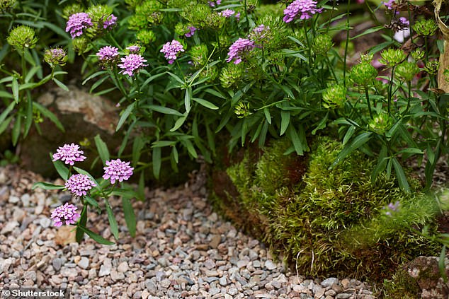 She listed various types such as marble, slate, pea and granite, and suggested selecting a variation that worked in tandem with the design of your garden. Stock image used