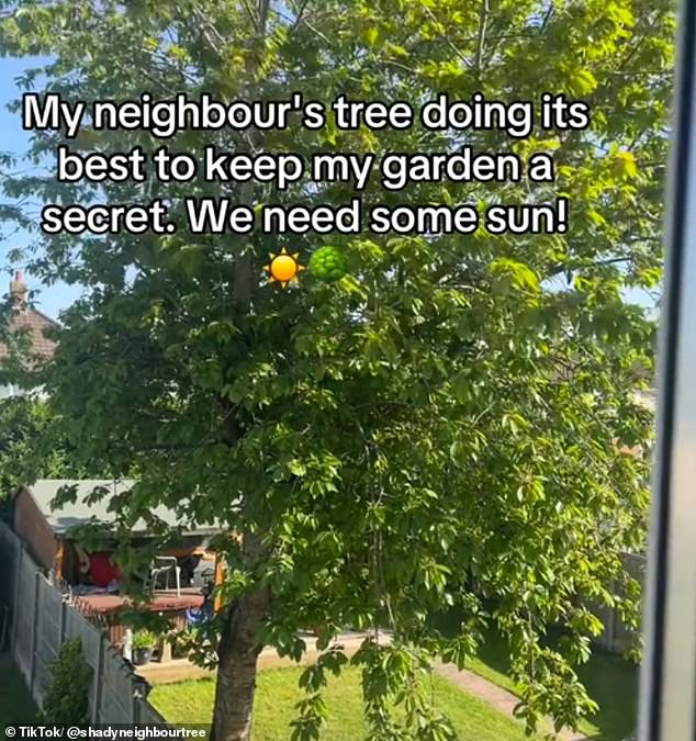 The anonymous user has requested that the neighbour trim the tree - but their attempts have gone unsuccessfully