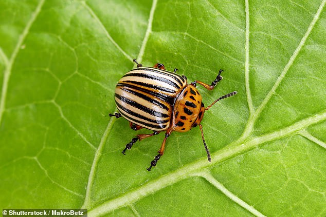 The garden pest (pictured, stock image) is around 6mm to 11mm in size and is yellow or cream with around ten black stripes on it's body