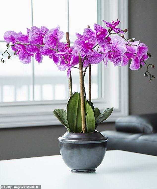 Orchids are very popular plants in the UK - but some gardeners may find they struggle to maintain them (stock image)