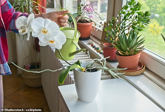 By following the steps outlined by experts, orchids can flourish, blooming with large flowers (stock image)