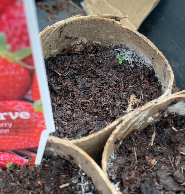 "Mold on the soil is a red flag for overwatering."