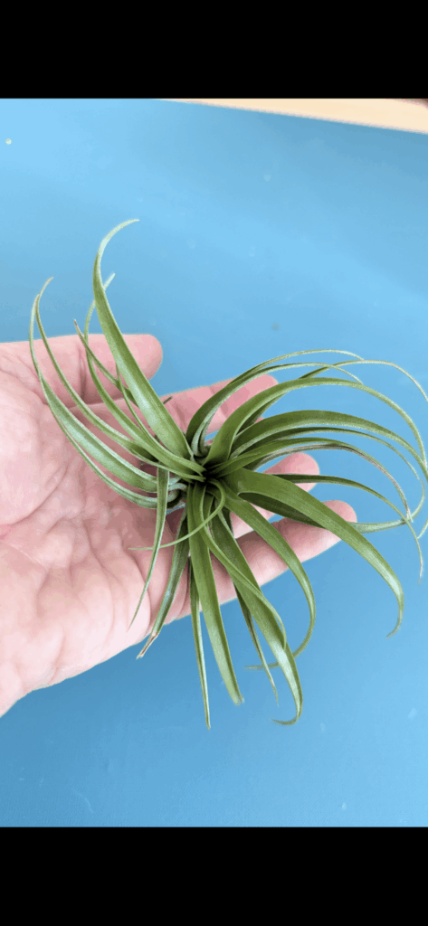 Help ID this tillandsia