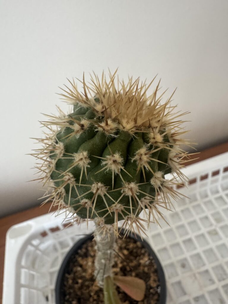 Re-graft this copiapoa onto a sungoddess?