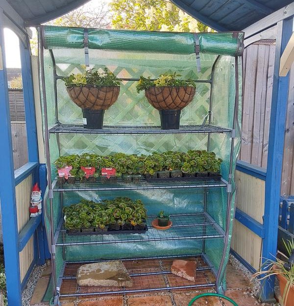 Plants in a covered shelving unit.