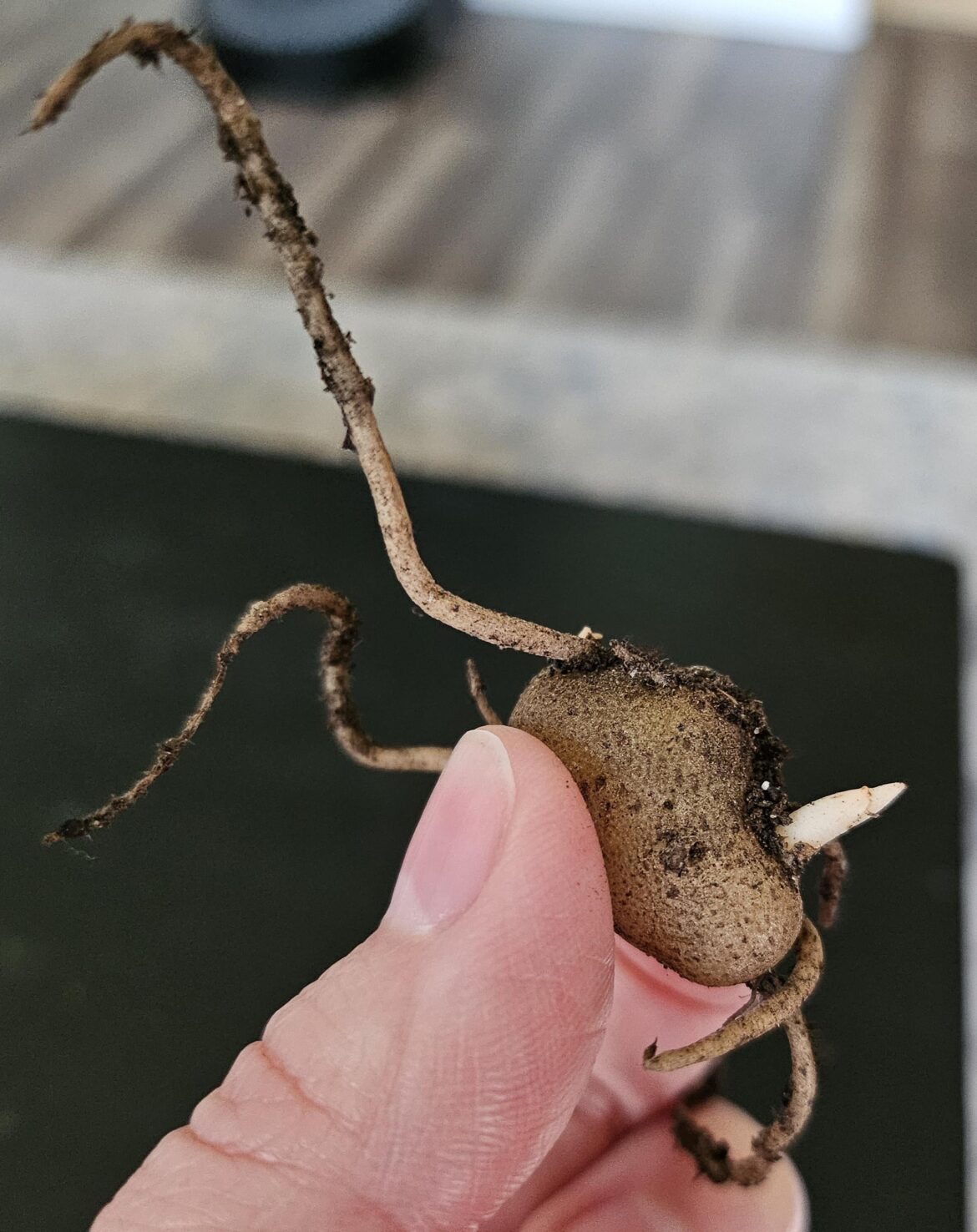 What is it??