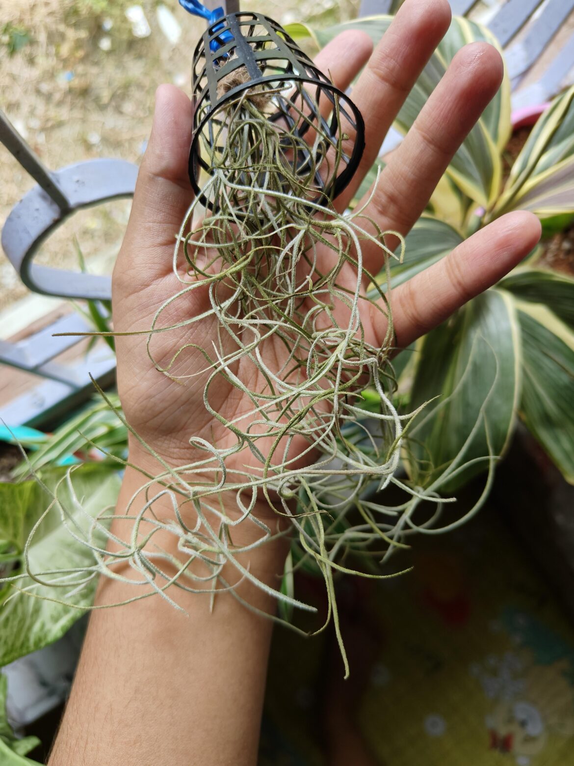 Got my first Spanish moss in mail just now, is it okay? Any care tips?