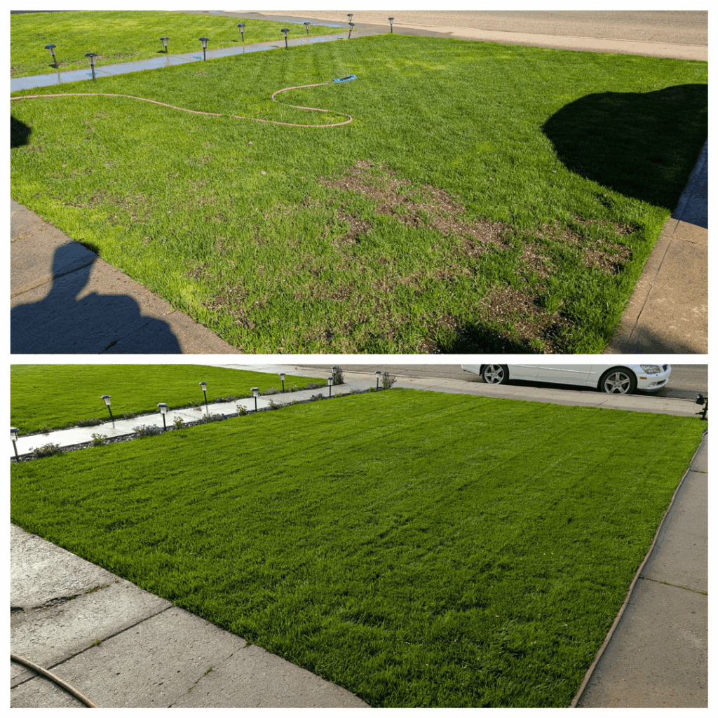 Always amazed at the resiliency of grass