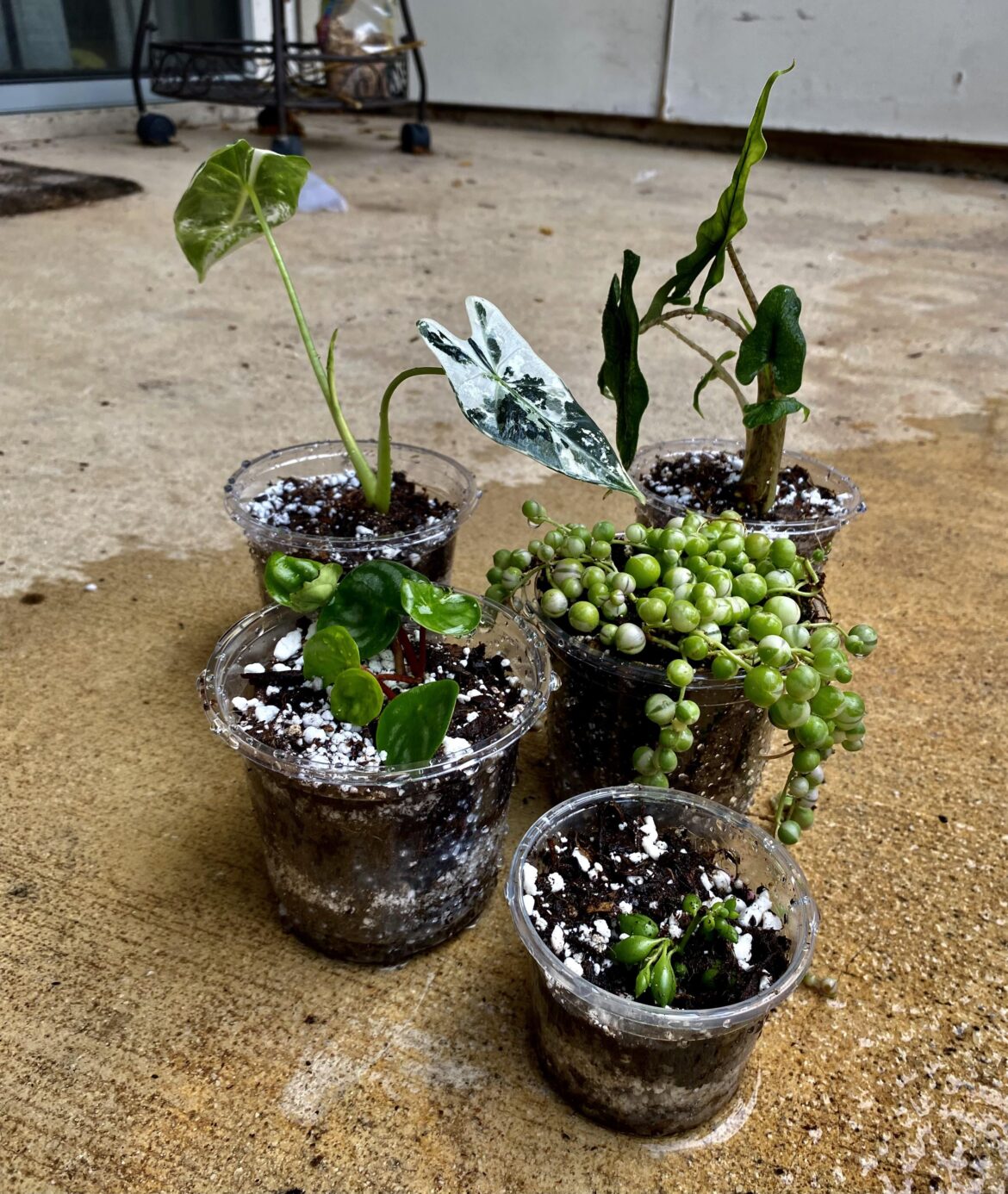 Does anyone else use clear pots becaus they’re nosey and like to see the roots ? 😂