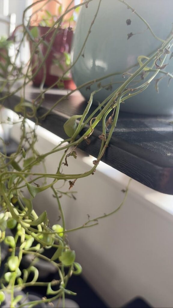 String of Dolphins:(