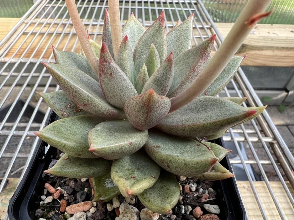 Is this a Graptoveria?