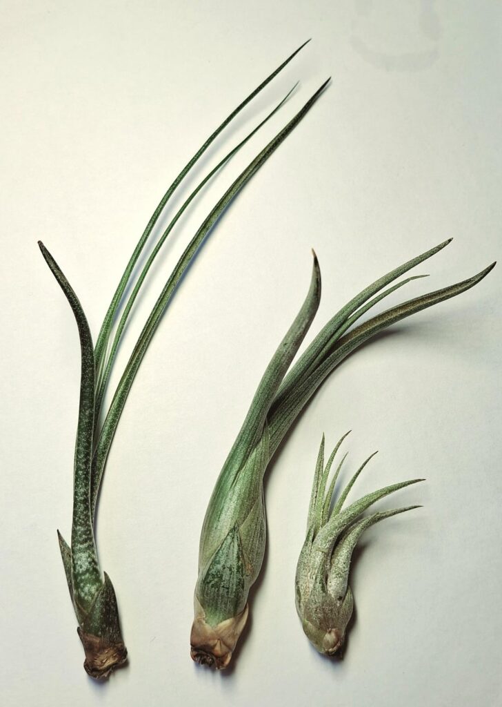Identify airplants Identify airplants