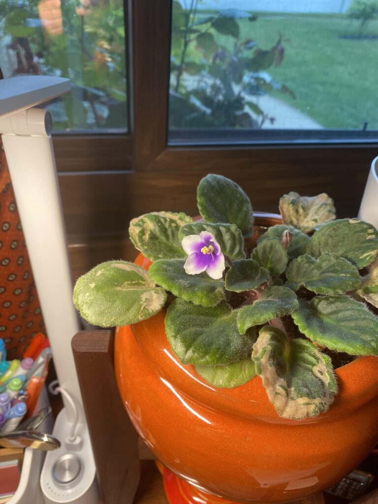 Finally! First bloom opened up!