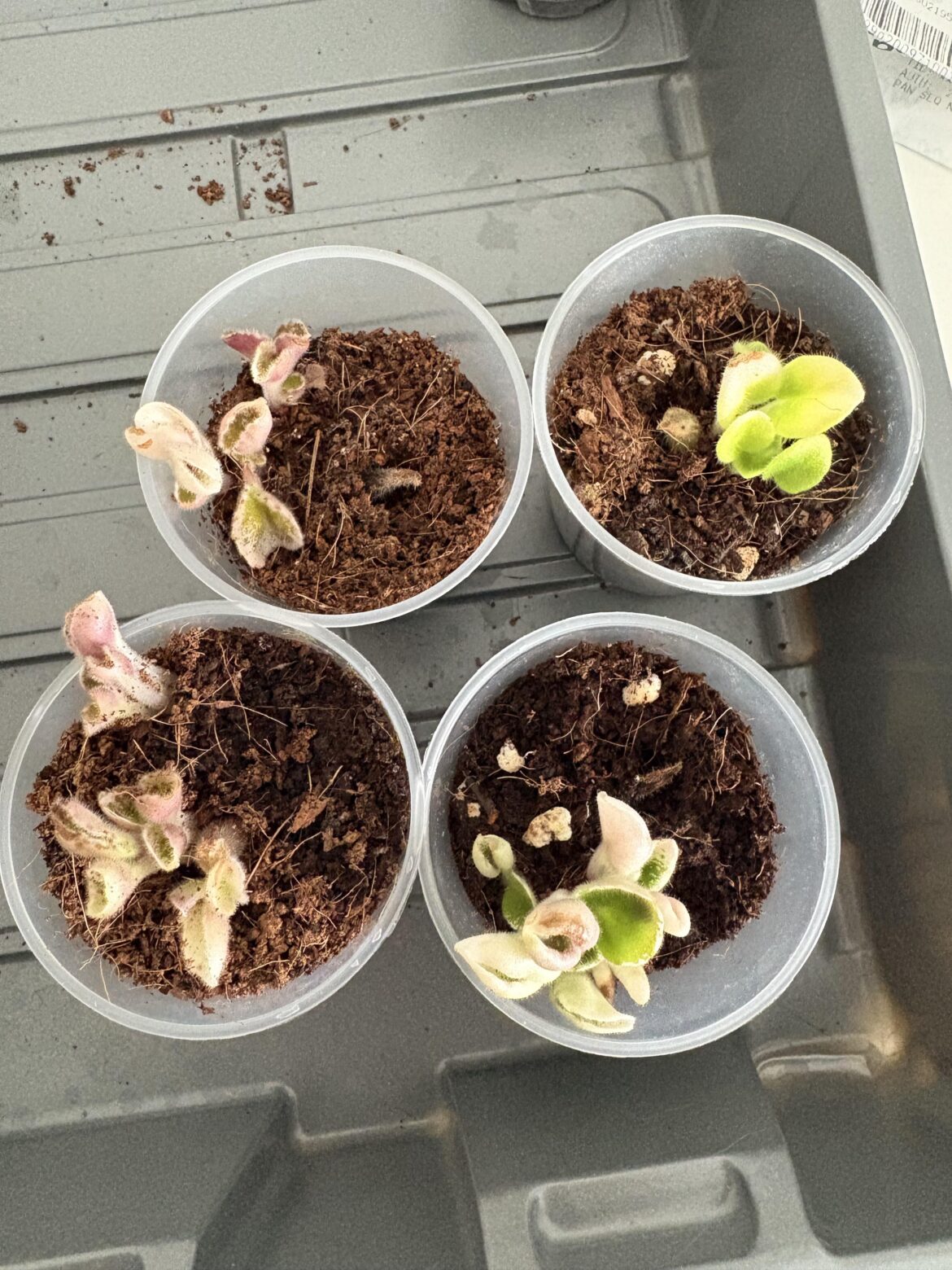 Rot on the babies? Or just scorched/water damage
