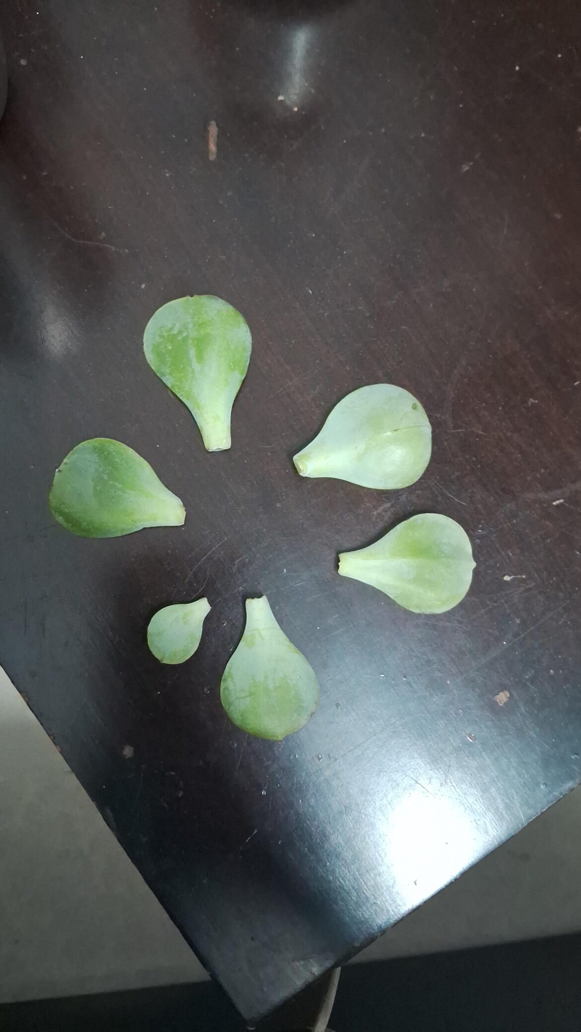 Propogation tips anyone? Propogation tips anyone?