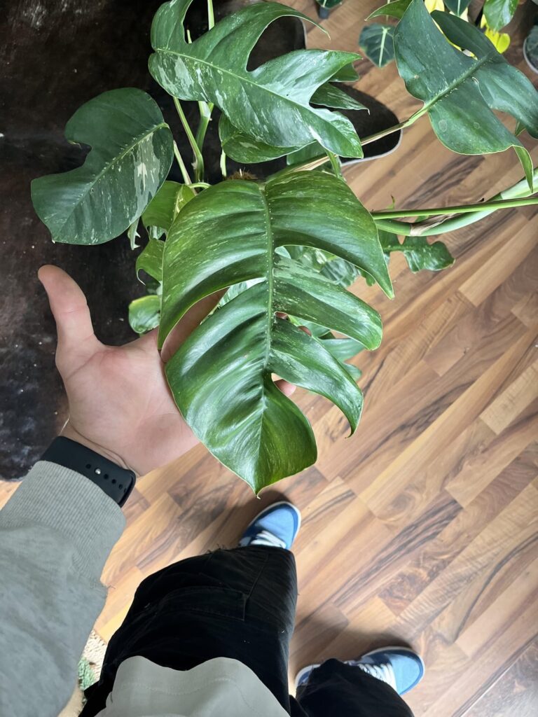 just bought this beauty for 5€ 😭🥰