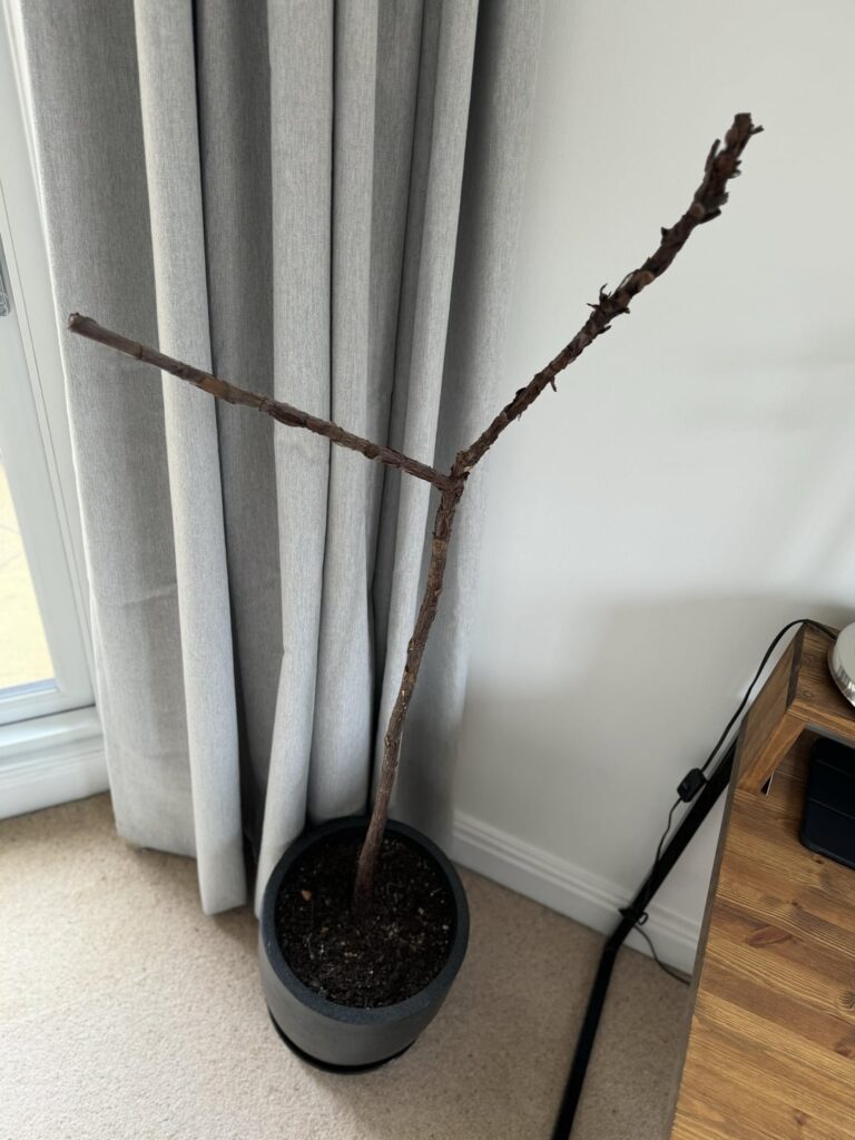 I’ve got new growth!!! I’ve got new growth!!!