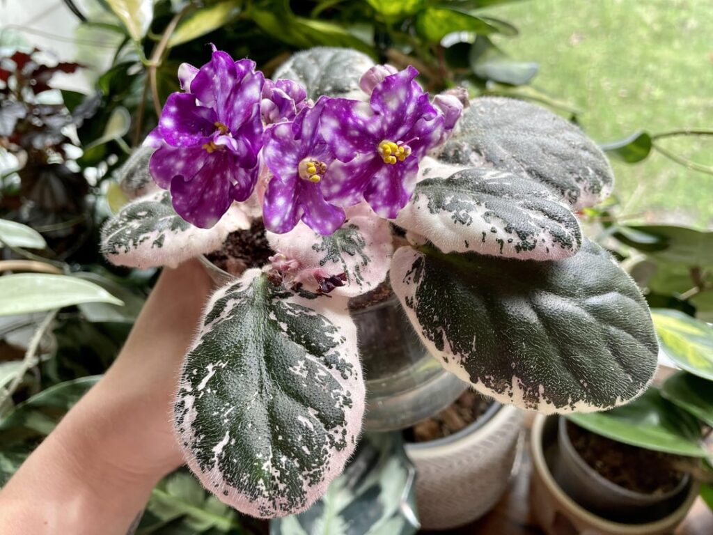 My first African Violet