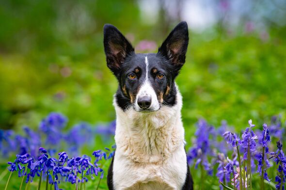 A Border Collie Welsh Sheepdog among wildflowers in a rural setting
