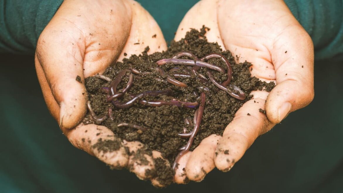 Kem Ormond’s vegetable garden: Worm farms – a guide to getting started Kem Ormond’s vegetable garden: Worm farms - a guide to getting started