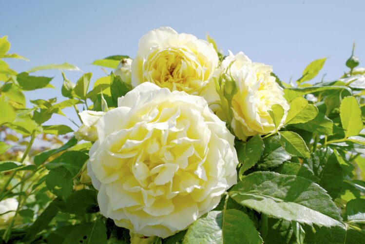 Growing Mom’s Garden: 8 new varieties of rose plants to choose from for Mother’s Day | News, Sports, Jobs Growing Mom’s Garden: 8 new varieties of rose plants to choose from for Mother’s Day | News, Sports, Jobs