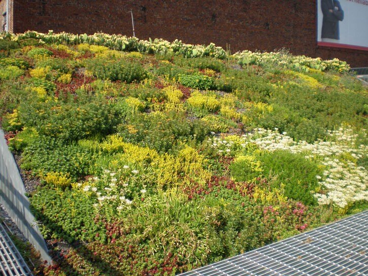 Blooming sedum on ASLA’s green roof.