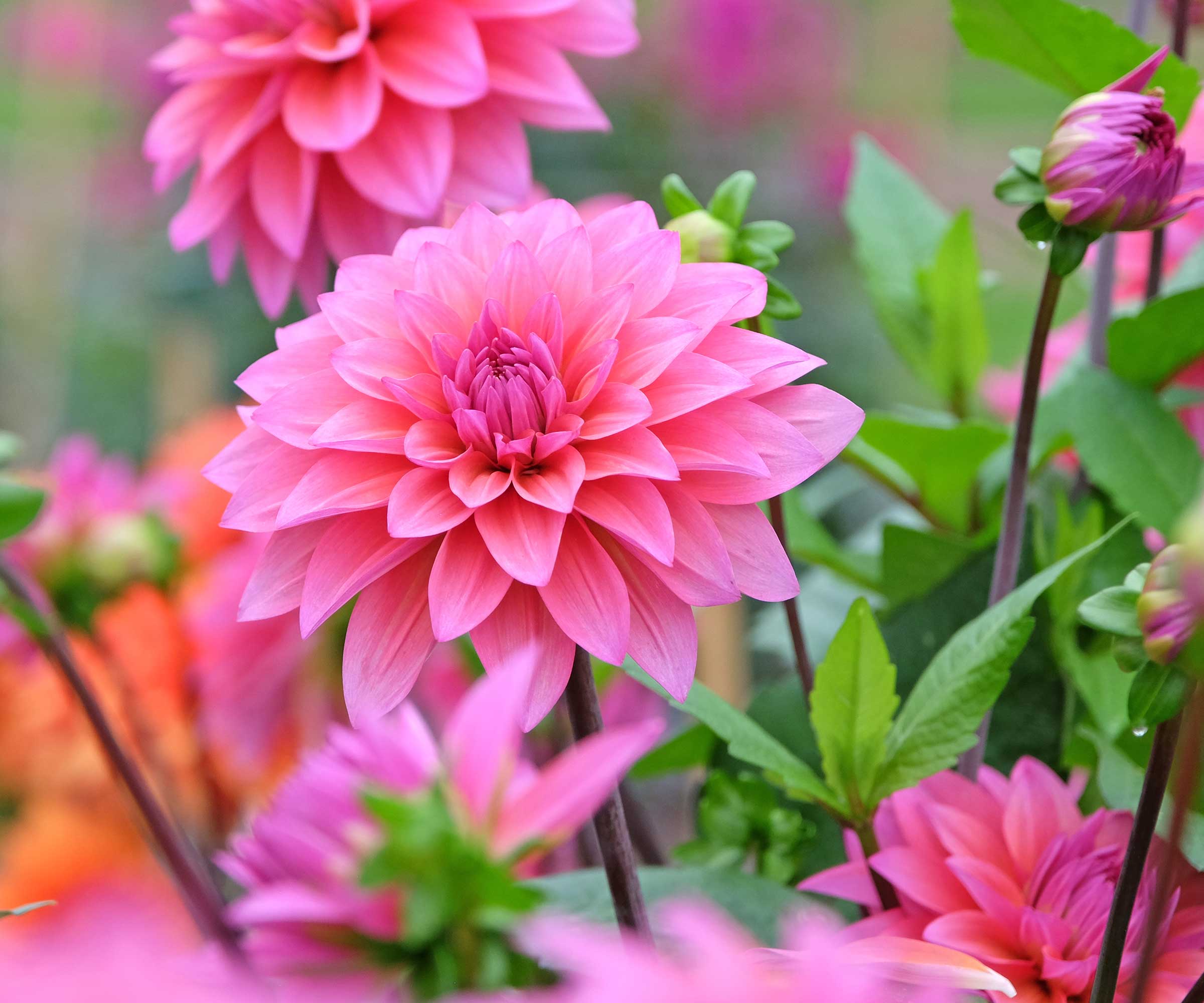 Pink dahlia flowers
