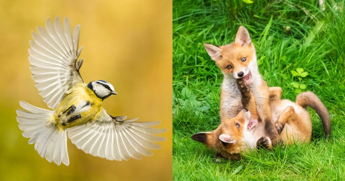 On the left, a small bird with outstretched wings flies against a yellow background. On the right, two playful fox cubs wrestle on green grass, one lying on its back and the other nibbling its ear.