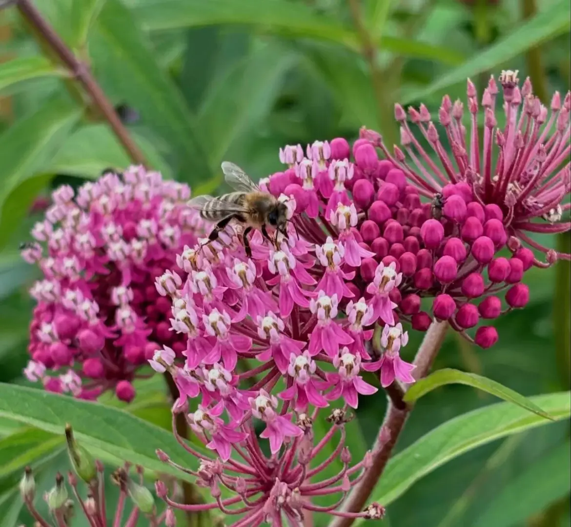 Tantramar could become NB’s first Bee City community with pollinator protection resolution » CHMA Tantramar could become NB's first Bee City community with pollinator protection resolution » CHMA