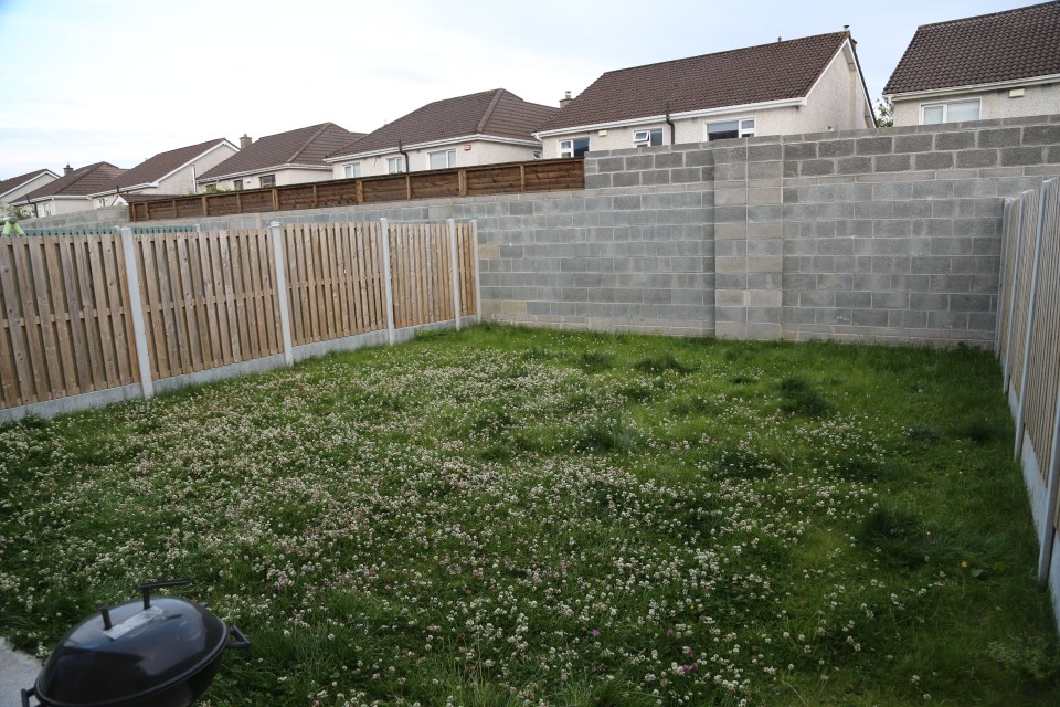 Before picture of a garden with a lawn full of clover, enclosed by fences and a concrete wall.