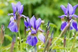Blue Flag Iris Toronto Gardening with Kids - SavvyMom