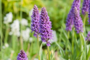 Blue Vervain Toronto Gardening with Kids - SavvyMom