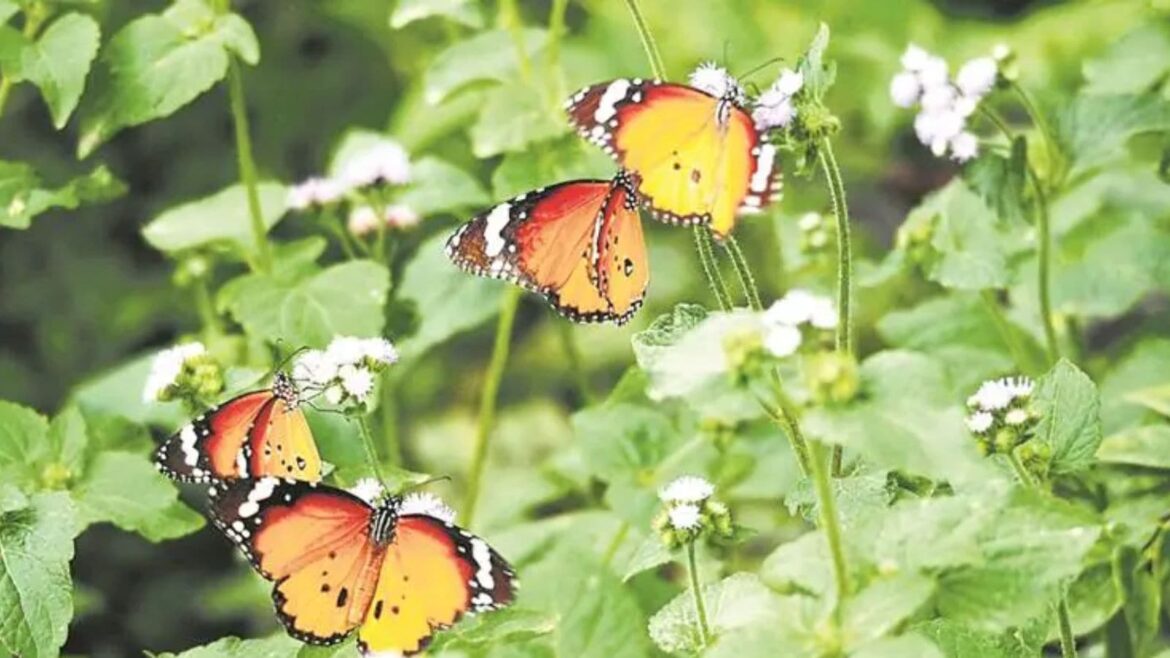 Alipore Zoo, open-air butterfly garden, Kolkata