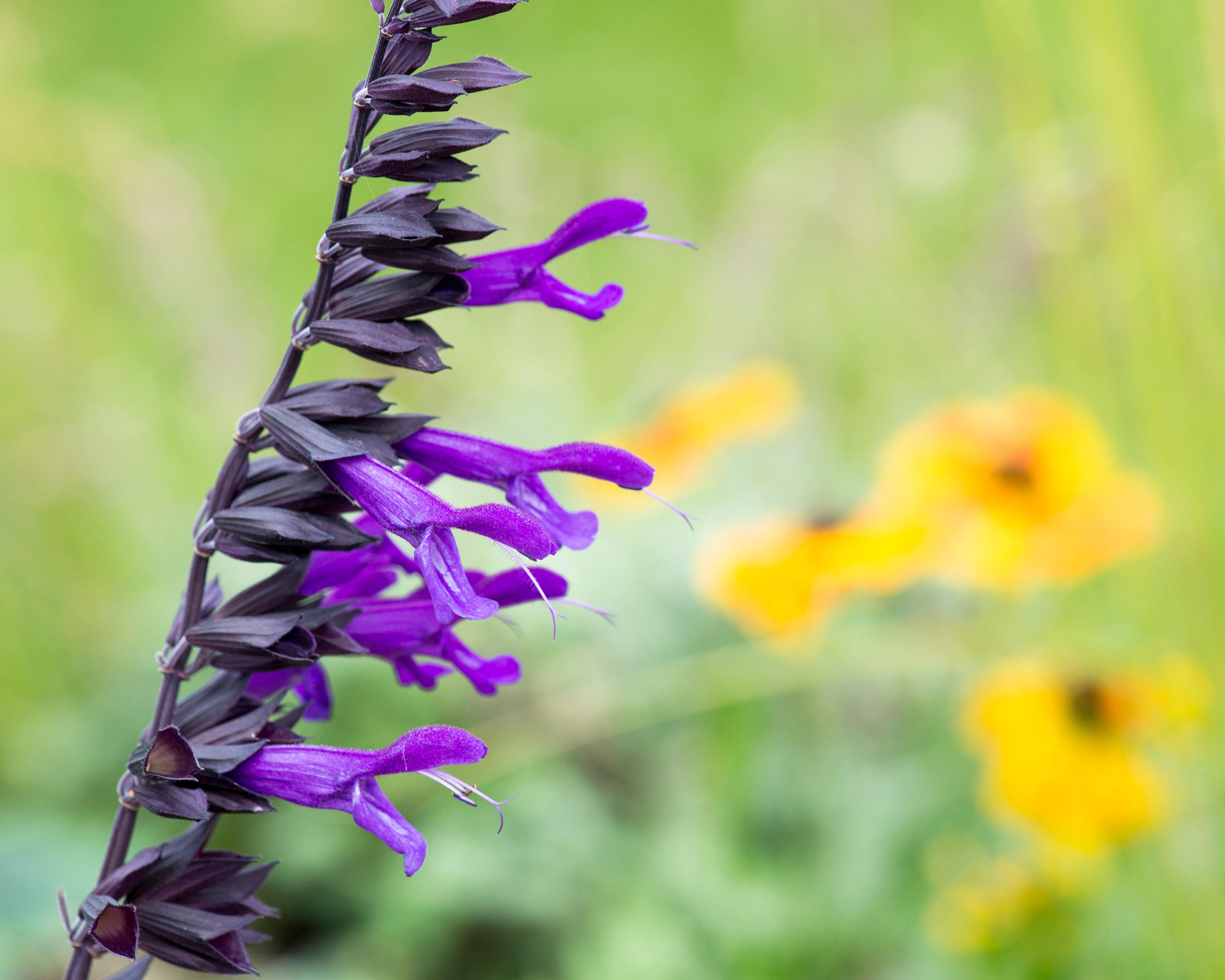 Amistad salvias in bloom in summer display