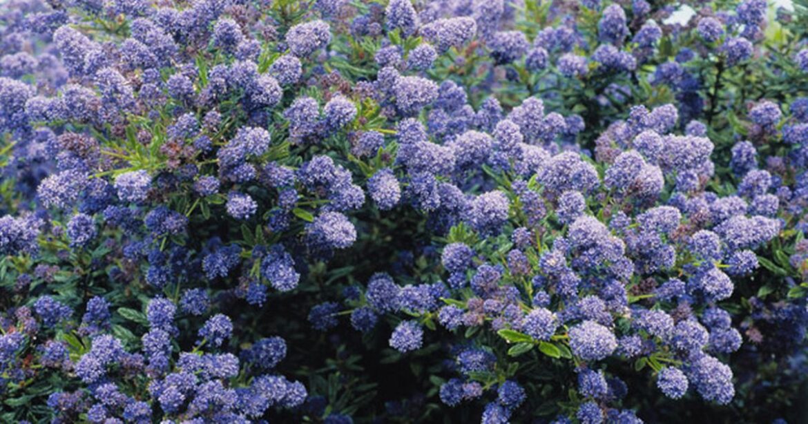 Gardeners told 3 major flowers will blossom early after record temperatures Ipso logo