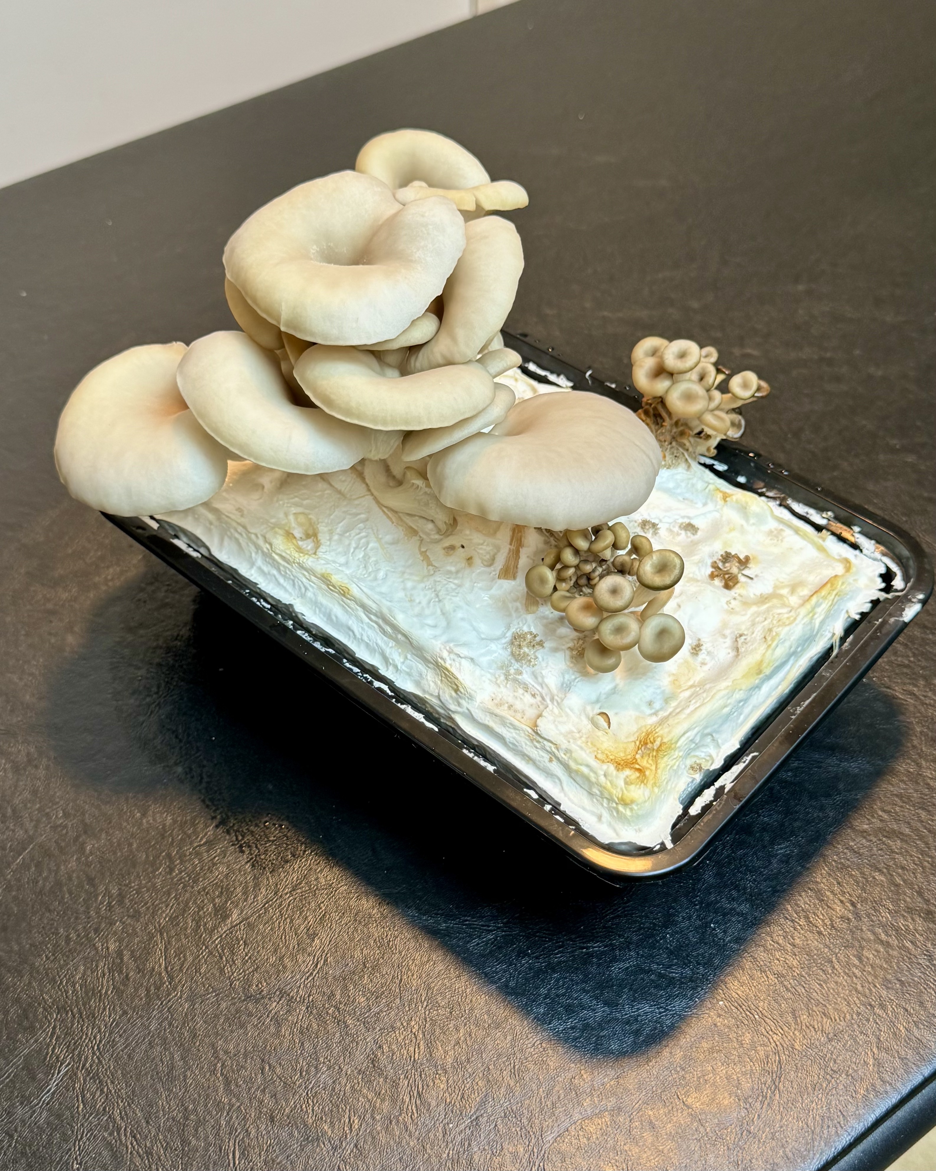 mushroom growing in pan