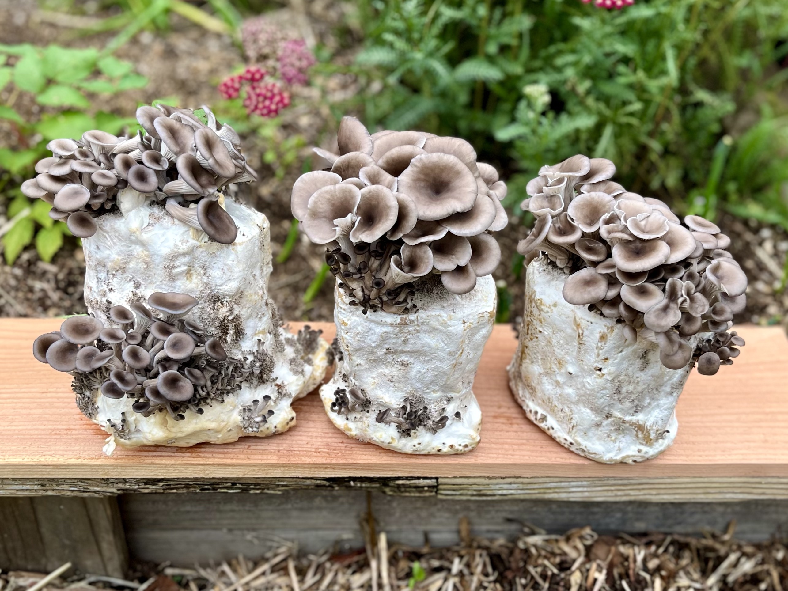 mushrooms 