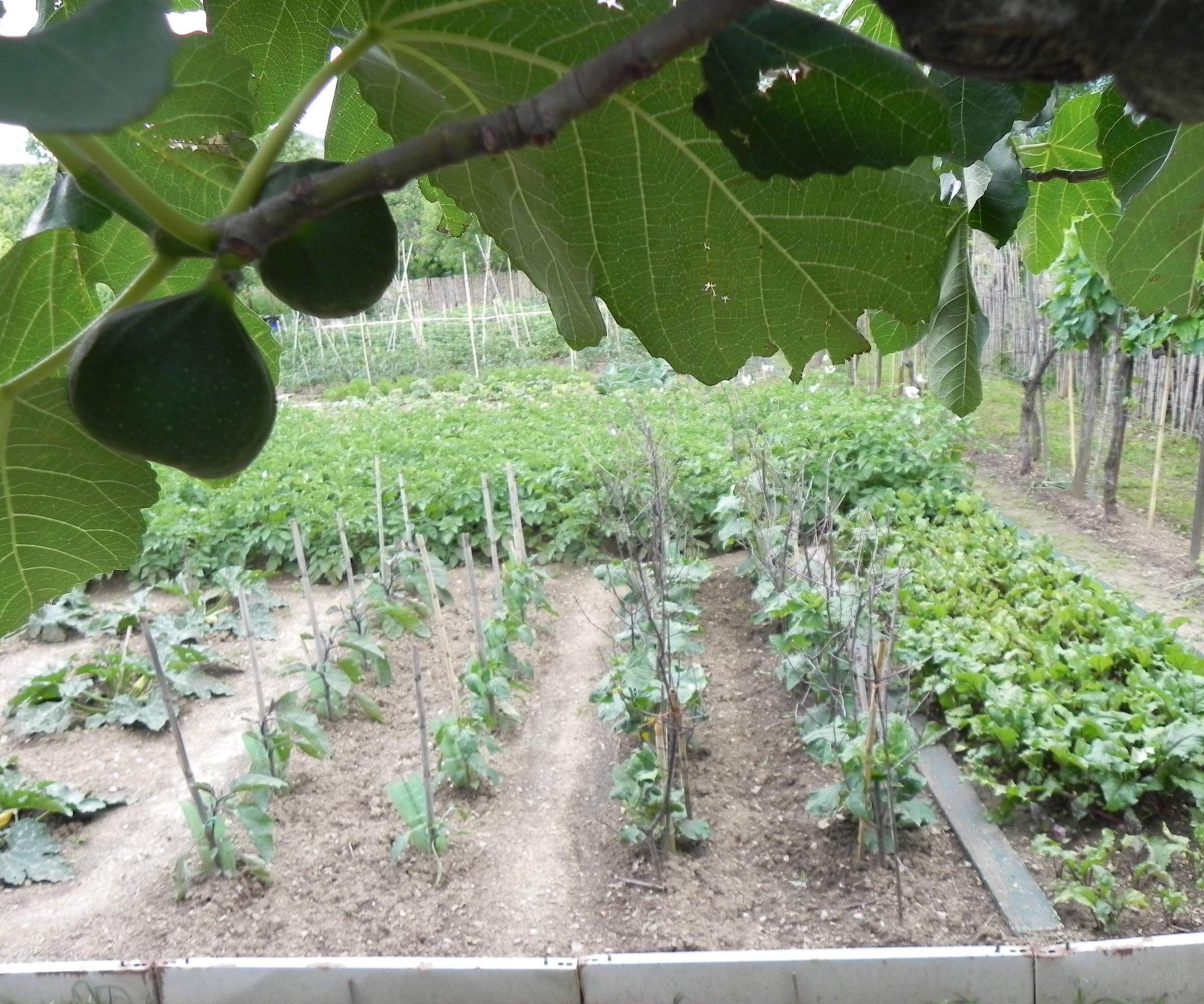 A fig tree growing in a vegetable garden