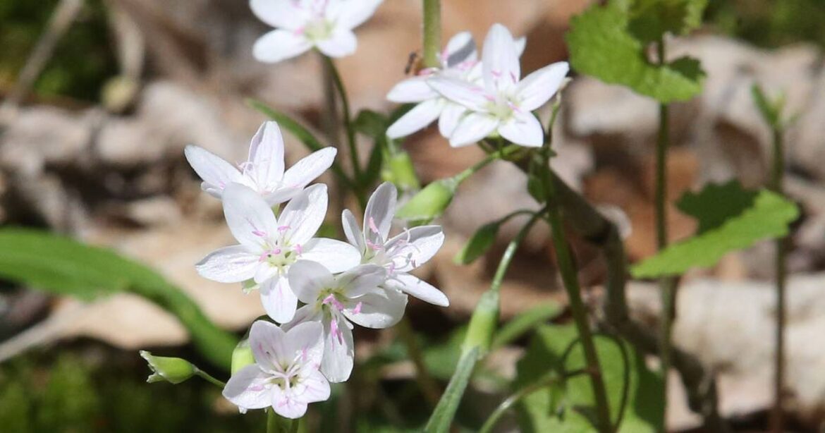 Wildflowers are the true harbingers of Spring – Shaw Local