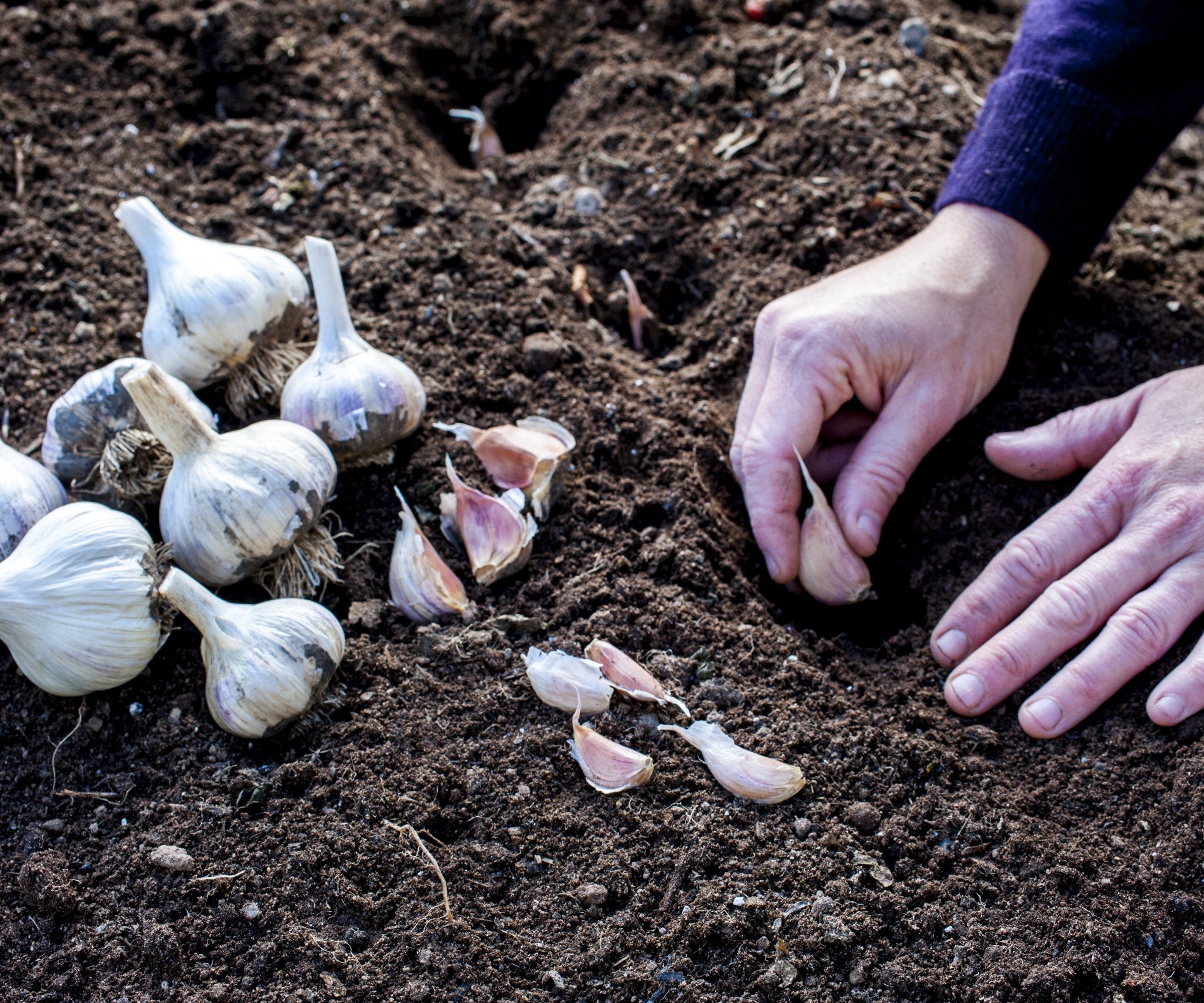 Garlic cloves being planted in the ground by hand