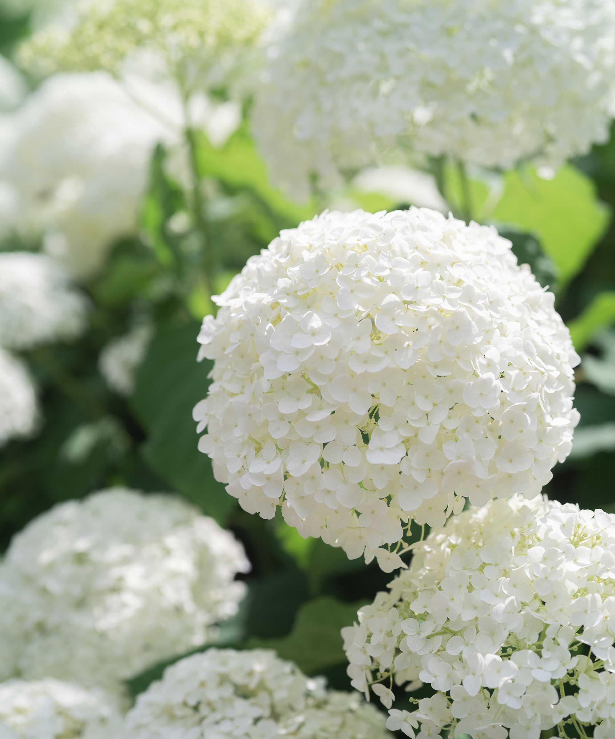 white hydrangea flowers