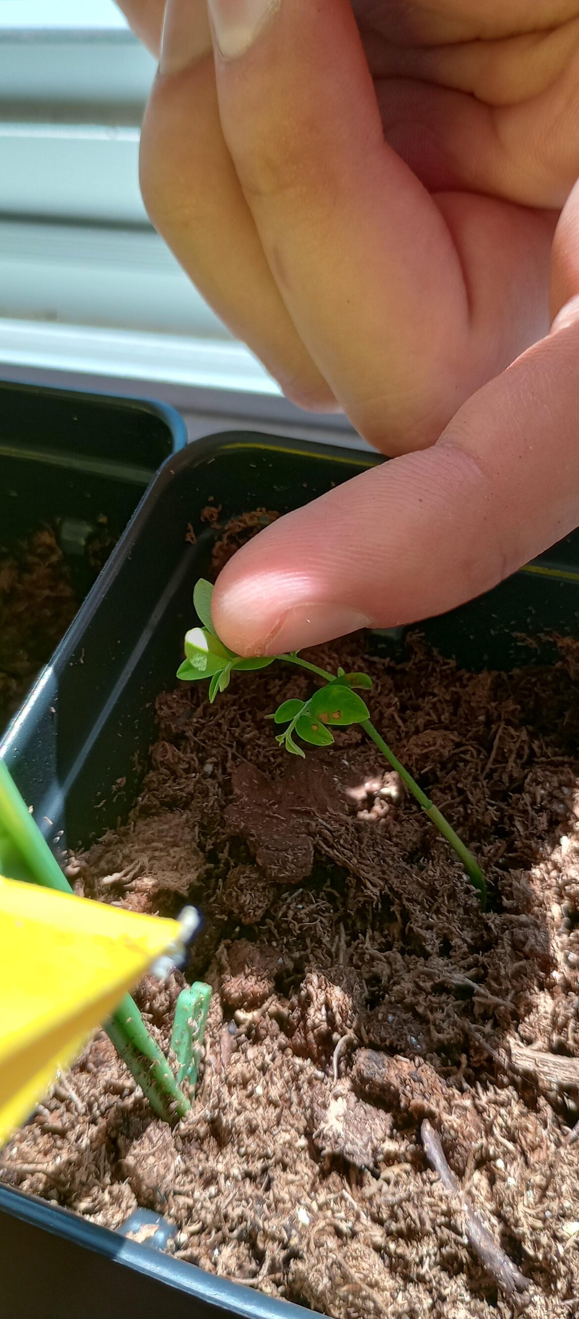 What's going on with my Hardy Rosewood (Dalbergia hupeana)?